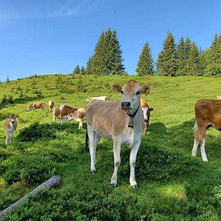 In Near Slopes, Cleaning Included * Saalfelden